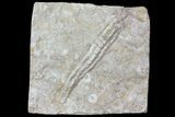 Fossil Crinoid (Synbathocrinus) - Reed Springs Formation, MO #80804-1